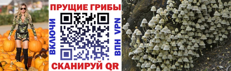 Галлюциногенные грибы Psilocybine cubensis  наркошоп  Тавда 